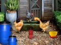 Spel Fjäderfä Farm Påsk Escape  på nätet