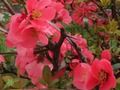 Spel Vårblommor: Dolda föremål  på nätet