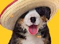 Spel Funny Dog: Hidden Bones  på nätet
