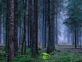 Spel Mystisk solnedgång i skogen  på nätet