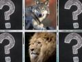 Spel Memory Match Jungle Animals pÄ nÀtet Spel Memory Match Jungle Animals pÄ nÀtet