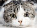 Spel Katter pussel tid  på nätet