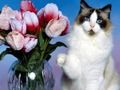Spel Rolig kattpussel  på nätet