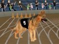 Spel Crazy Dog Racing Fever på nätet