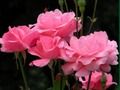 Spel Rosa rosor  på nätet
