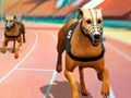 Spel Crazy Dog Racing Fever  på nätet