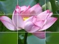 Spel Lotusblommor på nätet