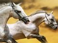 Spel Running Horse Slide på nätet