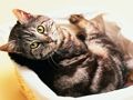 Spel Roliga pussel för katter och hundar  på nätet