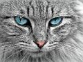 Spel Cat Eye's Jigsaw på nätet