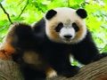 Spel Söt Baby Panda  på nätet