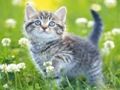 Spel Pussel för kattungar  på nätet