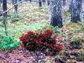 Spel Bernati Forest Adventure på nätet