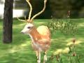Spel Animal Safari Hunter 2020 på nätet