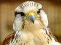 Spel Gyrfalcon sticksåg  på nätet