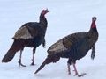 Spel Wild Turkiet sticksåg  på nätet