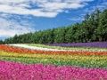 Spel Färgglad Flower Garden Jigsaw  på nätet