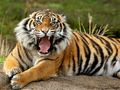 Spel Djur pussel tiger  på nätet