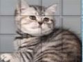 Spel Picpu katt på nätet