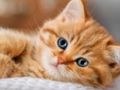 Spel Kattungar Jigsaw Puzzle Collection på nätet