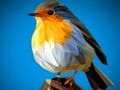Spel Poly Birds sticksåg  på nätet