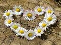 Spel Daisy Heart Jigsaw på nätet