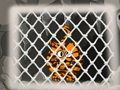 Spel Tiger Escape 1 på nätet