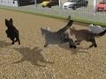 Spel Kör Cat Cat Race  på nätet