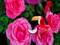 Spel Precious Rose Escape på nätet