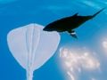 Spel Surfingrays på nätet