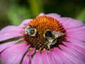 Spel Lila coneflower sticksåg  på nätet