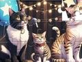 Spel Pussel: Singing Cat  på nätet