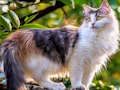 Spel Rotera pussel - katter och hundar  på nätet