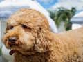 Spel Labradoodle pussel  på nätet