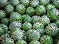 Spel Vattenmelon sticksåg  på nätet