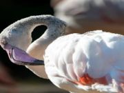 Spel Flamingo fågel sticksåg  på nätet