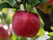 Spel Moget rött äpple på en trädspår  på nätet
