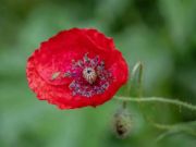 Spel Vallmo naturblomma pussel  på nätet