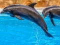 Spel Sea Dolphin Jigsaw på nätet