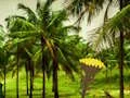 Spel Escape From Coconut Land på nätet