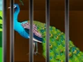 Spel Liberate the Caged Beauty på nätet