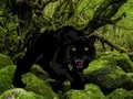 Spel Escape from Black Panther Forest på nätet