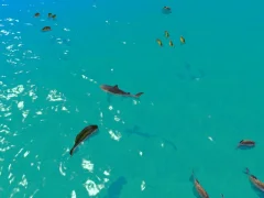 Spel Hungry Shark Hunt på nätet