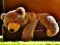 Spel Plush Teddy Bear på nätet