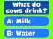 Spel Trivia! Best Family Quiz på nätet