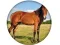 Spel Animal Quiz på nätet