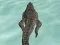 Spel Crocodile Simulator Beach Hunt på nätet