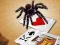 Spel Jumping Spider på nätet