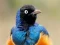 Spel Animal Puzzle: Wildlife & Logic på nätet