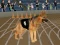 Spel Crazy Dog Racing Fever på nätet